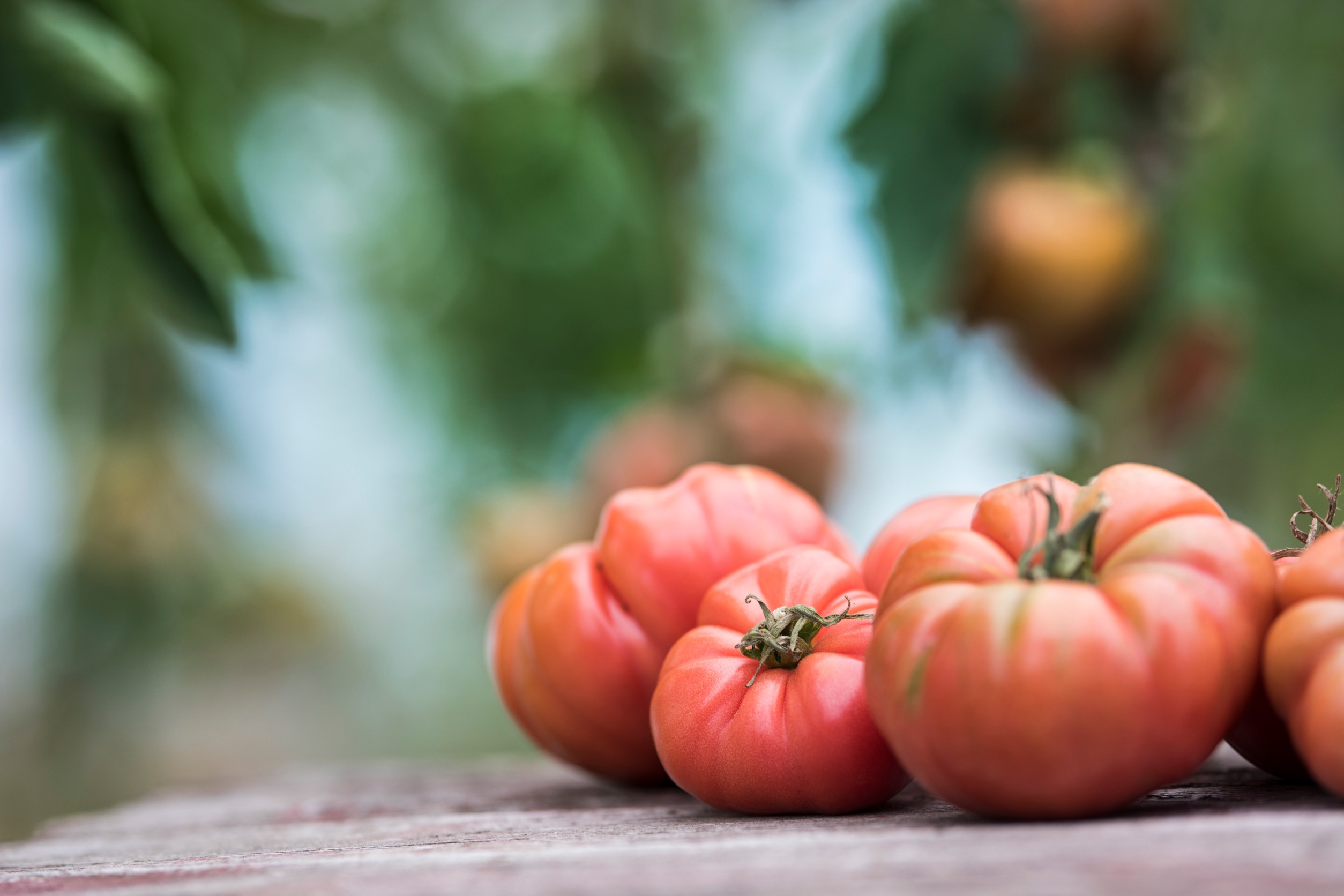 Heirloom tomatoes, the Fishbowl Hot Plate image for Baltimore’s tomato week